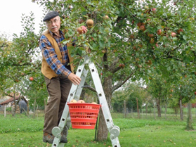 Karl bei der Apfelernte